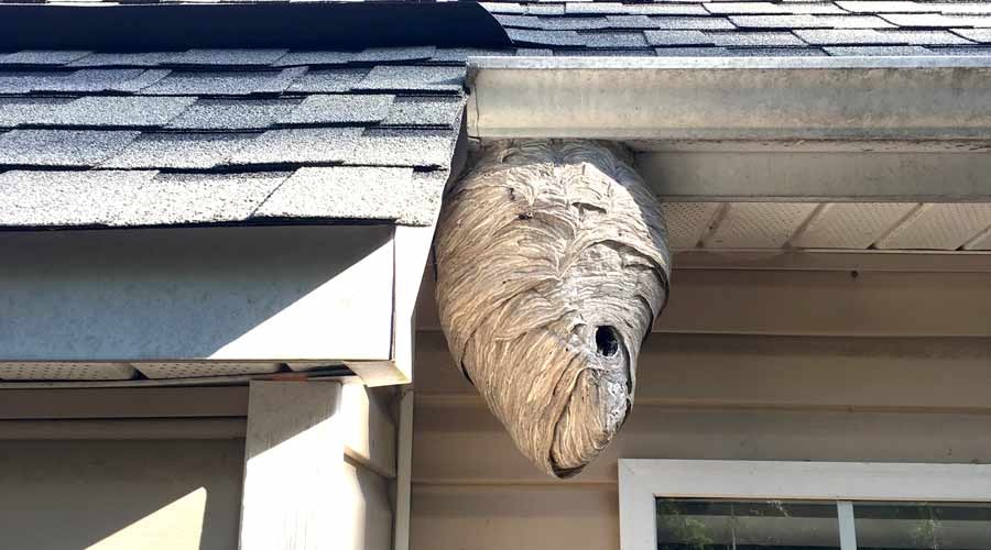 Wasp & Hornet Removal